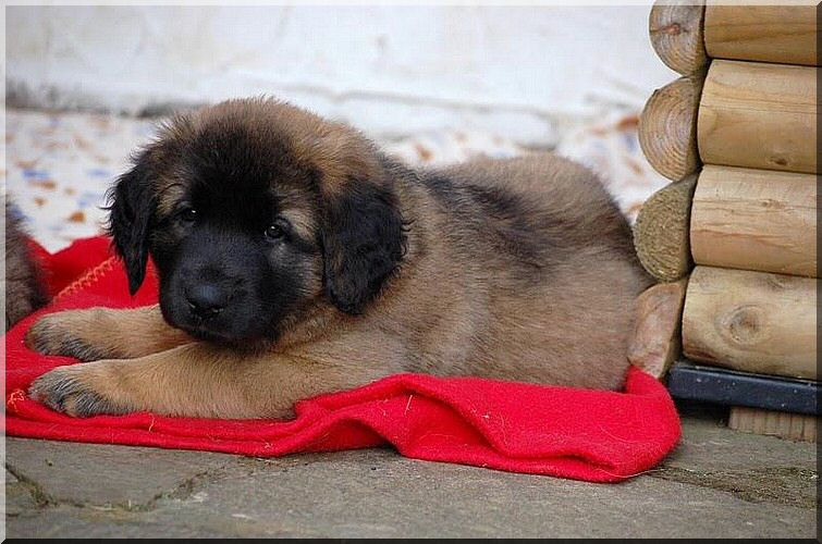 leonberger 051a.jpg